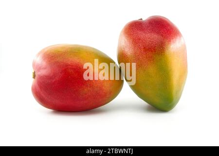 Due frutti di mango maturi multicolore isolati su sfondo bianco Foto Stock