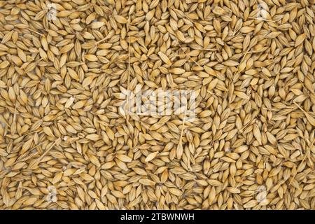 Semi di orzo (Hordeum vulgare) con la buccia esterna, lo sfondo e la superficie dei chicchi di orzo Foto Stock