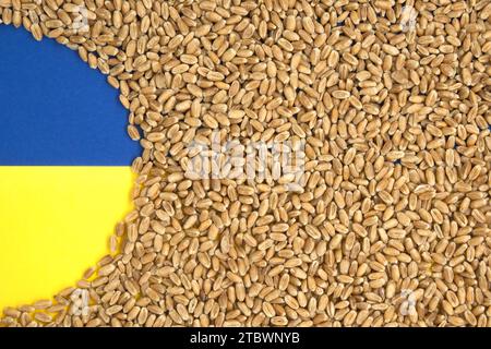 Grano granisce sfondo con blu e giallo bandiera Ucraina colori e spazio per il testo. Vista dall'alto Foto Stock
