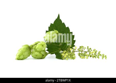 Luppolo coni e fiori luppolo su fresco ramo verde con foglia isolato su uno sfondo bianco Foto Stock