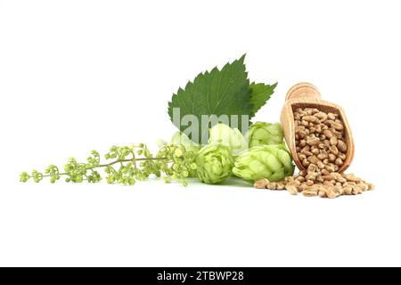 Hop coni e luppolo fiori vicino a semi di grano che si riversano da scoop di legno, birra birra e ingredienti della farmacia Foto Stock