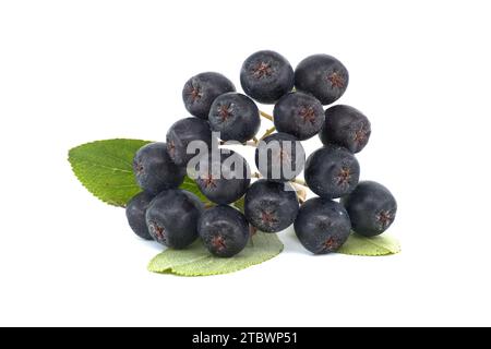 Chokeberry con foglie isolati su sfondo bianco. Nero bacche di Aronia Foto Stock