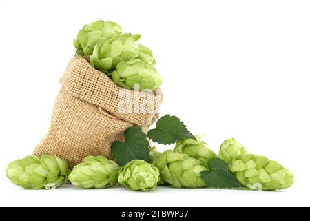Birra o bevanda ancora vita con un fresco verde luppolo coni che si riversano da una borsa hessian isolato su uno sfondo bianco Foto Stock