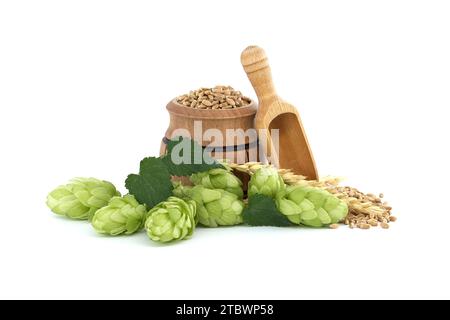 Birra o bevanda ancora vita con un fresco verde coni luppolo vicino a un barile con grano isolato su uno sfondo bianco Foto Stock