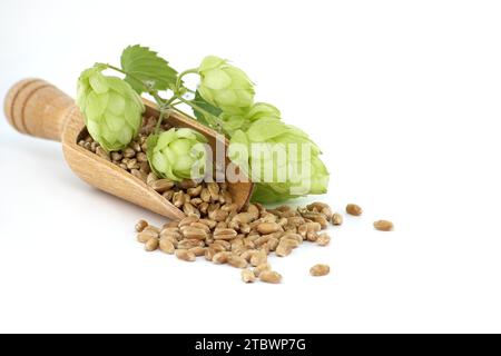 Semi di grano che si versano da una paletta di legno vicino a coni di luppolo freschi, birra e ingredienti della farmacia Foto Stock