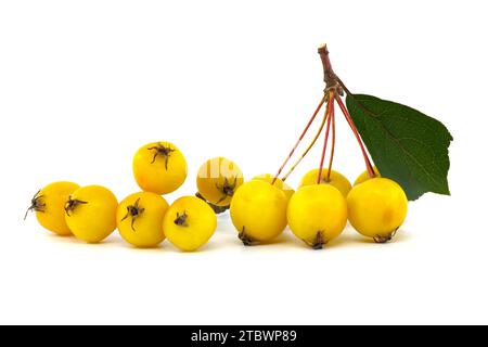 Mela di granchio europeo (Malus sylvestris) o mela selvatica isolata su sfondo bianco Foto Stock