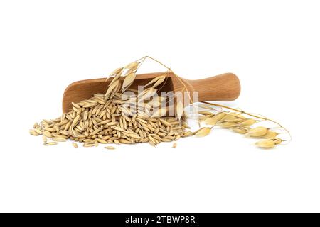 Cumulo di grani d'avena organici con scafi o bucce in paletta di legno isolata su fondo bianco. Chicchi di avena interi con buccia. Agricoltura, dieta e. Foto Stock