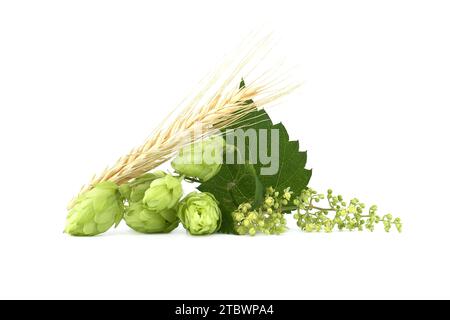 Luppolo coni e fiori luppolo su fresco ramo verde con foglia isolato su uno sfondo bianco Foto Stock