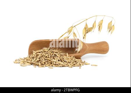 Cumulo di grani d'avena organici con scafi o bucce in paletta di legno isolata su fondo bianco. Chicchi di avena interi con buccia. Agricoltura, dieta e. Foto Stock