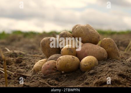 Cumulo di patate appena scavate o raccolte in una vista a basso angolo su terra bruna ricca in un concetto di coltivazione di cibo Foto Stock