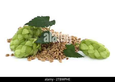 Rametto di coni di luppolo verde con foglie e semi di grano isolati su fondo bianco Foto Stock