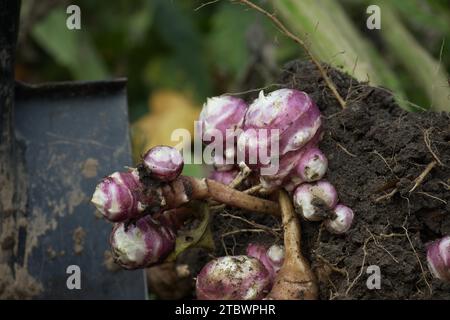 Recentemente scavato topinambur carciofo in un campo agricolo biologico familiare, vista a basso angolo su terra bruna ricca in un concetto di coltivazione alimentare Foto Stock