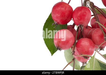 Ramo di ananas di granchio o di mela di granchio siberiana (Malus baccata) isolato su sfondo bianco Foto Stock