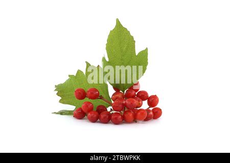 Oppure bacche di rosa di Guelder (Viburnum opulus) e foglie isolate su sfondo bianco Foto Stock