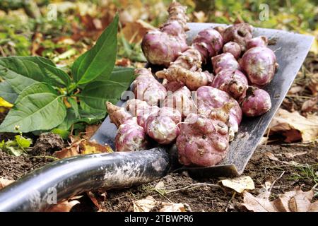 Recentemente scavato topinambur carciofo in un campo agricolo biologico familiare, vista a basso angolo su terra bruna ricca in un concetto di coltivazione alimentare Foto Stock