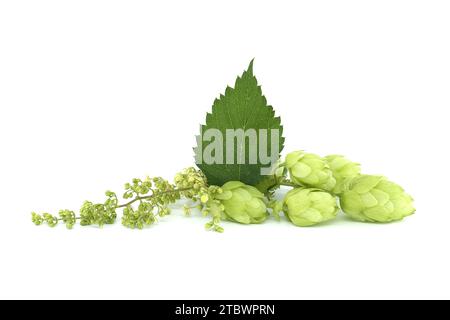 Luppolo coni e fiori luppolo su fresco ramo verde con foglia isolato su uno sfondo bianco Foto Stock