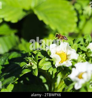 Fiorire la fragola con le api volanti in una fattoria biologica. Concetto di giardinaggio Foto Stock