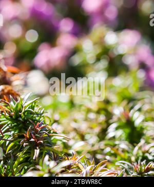 Sfondo verde di lunghi steli sparsi, fogliame e boccioli di fiori flox striscianti nel giardino. Natura sfondo, concetto botanico Foto Stock