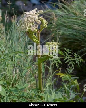 Primi piani delle teste di seme e delle ombre dei fiori della pastinaca bovina (Heracleum Maximum). Dettagli Foto Stock