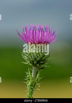 Carduus crispus, il cardo riccio senza piume o il fiore porpora di cardo Foto Stock