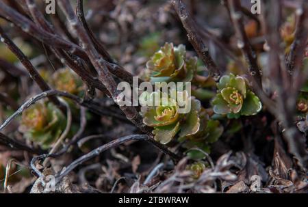 Lo stonecrop caucasico noto anche come fogliame verde a due file (Sedum spurium) in inverno Foto Stock