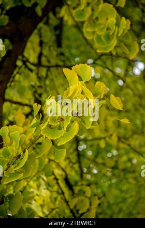 Foglie autunnali, comunemente note come ginkgo, gingko o albero di maidenhair (Ginkgo biloba) Foto Stock