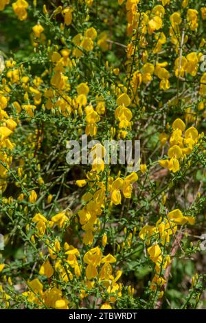 Fiori gialli fioriti di Cytisus scoparius (Sarothamnus scoparius) noto anche come scopa comune o scopa scozzese Foto Stock