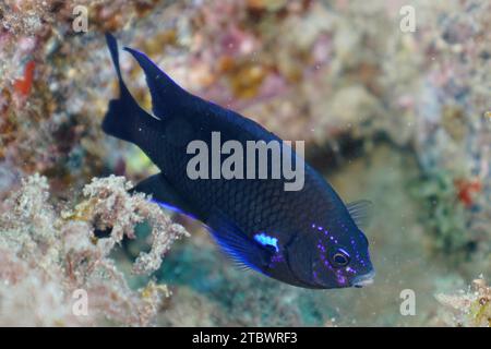 Pesci della barriera corallina al neon (Abudefduf luridus), sito di immersione della riserva marina di El Cabron, Arinaga, Gran Canaria, Spagna, Oceano Atlantico Foto Stock