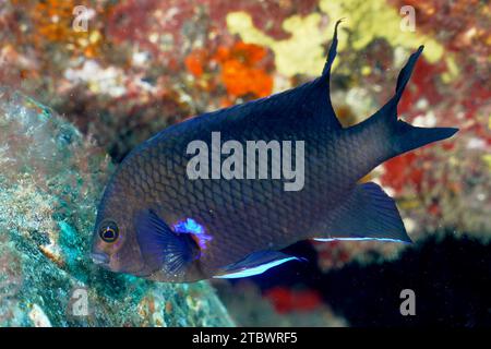 Persico della barriera corallina al neon (Abudefduf luridus), sito di immersione El cabron Marine Reserve, Tufia, Gran Canaria, Spagna, Oceano Atlantico Foto Stock