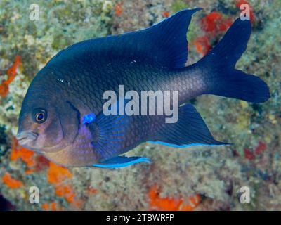 Pesci della barriera corallina al neon (Abudefduf luridus), sito di immersione della riserva marina di El Cabron, Arinaga, Gran Canaria, Spagna, Oceano Atlantico Foto Stock