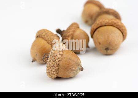 Le ghiande di quercia rossa settentrionale (Quercus rubra) isolate su sfondo bianco Foto Stock