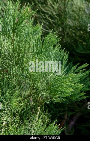 Foglie e rami verdi di sequoia giganti. Aghi Sequoiadendron giganteum o Sierra Redwood. Primo piano. Dettagli Foto Stock