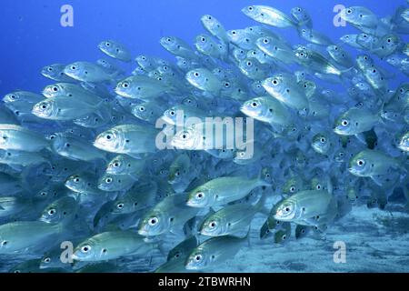 Secchio, gruppo di orsi artici (Pagellus acarne), sito di immersione El cabron Marine Reserve, Arinaga, Gran Canaria, Spagna, Oceano Atlantico Foto Stock