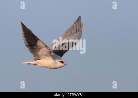 Aquilone dalle ali nere (Elanus caeruleus) - Vista laterale - uccello adulto in volo, cielo blu, Hong Kong, Cina dicembre 2023 Foto Stock