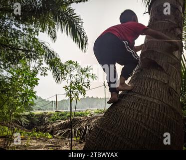 Pantai Remis, Perak 8 ottobre 2023: Un ragazzo con una camicia rossa sta scalando un albero di cocco. Foto Stock