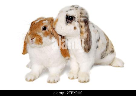 Due dolci conigli sono seduti su uno sfondo bianco Foto Stock