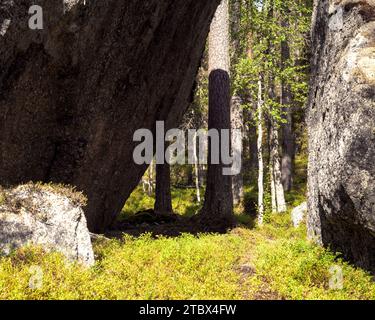 Massi enormi, vecchie piante in una foresta primordiale, foresta di serali tardivi. Sentieri e cartelli, paludi, licheni e vecchi alberi. Riserva naturale. Foto Stock