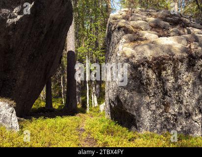 Massi enormi, vecchie piante in una foresta primordiale, foresta di serali tardivi. Sentieri e cartelli, paludi, licheni e vecchi alberi. Riserva naturale. Foto Stock