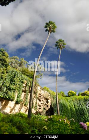 Vista dal basso sul giardino delle doline di Umpherston, monte Gambier, Australia Foto Stock