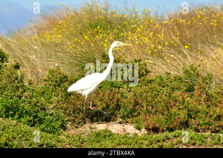 Uccello di Heron nella costa dell'Australia meridionale ad aprile Foto Stock