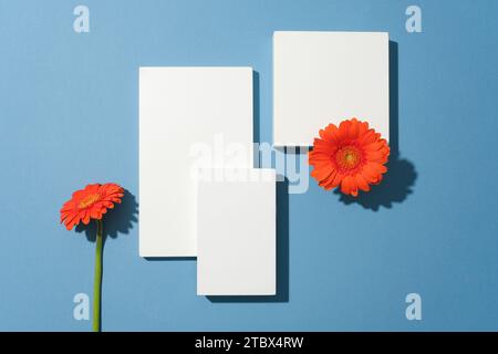 Tre piattaforme bianche e due fiori rossi di gerbera sono esposti su uno sfondo blu. I fiori di Gerbera hanno una forma simile ai crisantemi. Spazio per Foto Stock