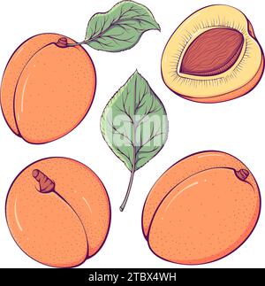 Set di albicocche colorate Illustrazione Vettoriale
