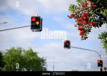 Alberi di Pohutukawa in piena fioritura in estate, albero di Natale neozelandese. Semafori rossi e arancioni sfocati contro un cielo nuvoloso. Foto Stock