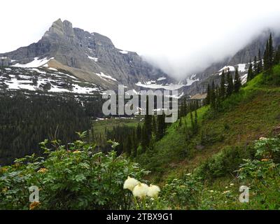 splendidi fiori di erba e aspre montagne in una nebbiosa giornata estiva lungo il percorso escursionistico fino al lago iceberg nel parco nazionale del ghiacciaio, montana Foto Stock