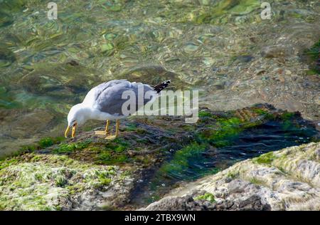 Seagull sorge sulle rocce sul lato del fiume Foto Stock