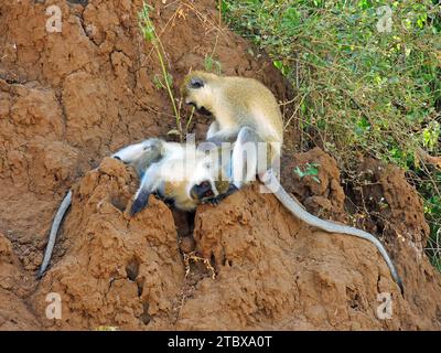 un paio di scimmie vervet che giocano sulle colline fangose del lake myanara park, tanzania, africa orientale Foto Stock