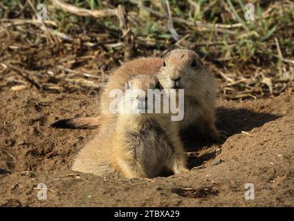 primo piano di due giovani cani della prateria dalla coda nera in cima alla loro tana presso il rifugio naturale dell'arsenale di montagna roccioso nella città commerciale, vicino a denver, Foto Stock