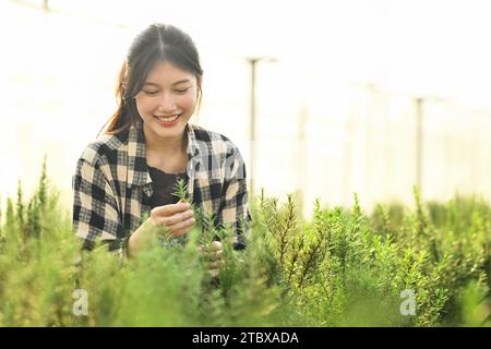 Affascinante contadina asiatica che si prende cura di giovani piante di rosmarino in una fattoria biologica. Foto Stock