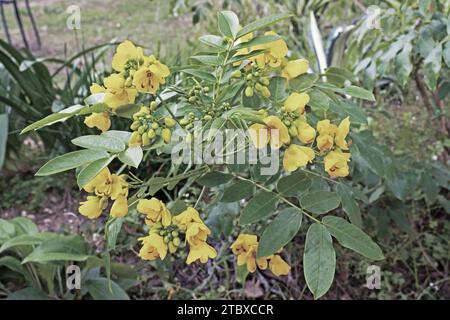 Particolare di una pianta argentina senna in fiore, fiori e foglie, Senna corymbosa, Cassia corymbosa, Fabaceae Foto Stock