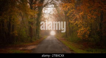 Luce alla fine di un tunnel che passa attraverso una foresta autunnale con alberi ad arco su una piccola strada Foto Stock